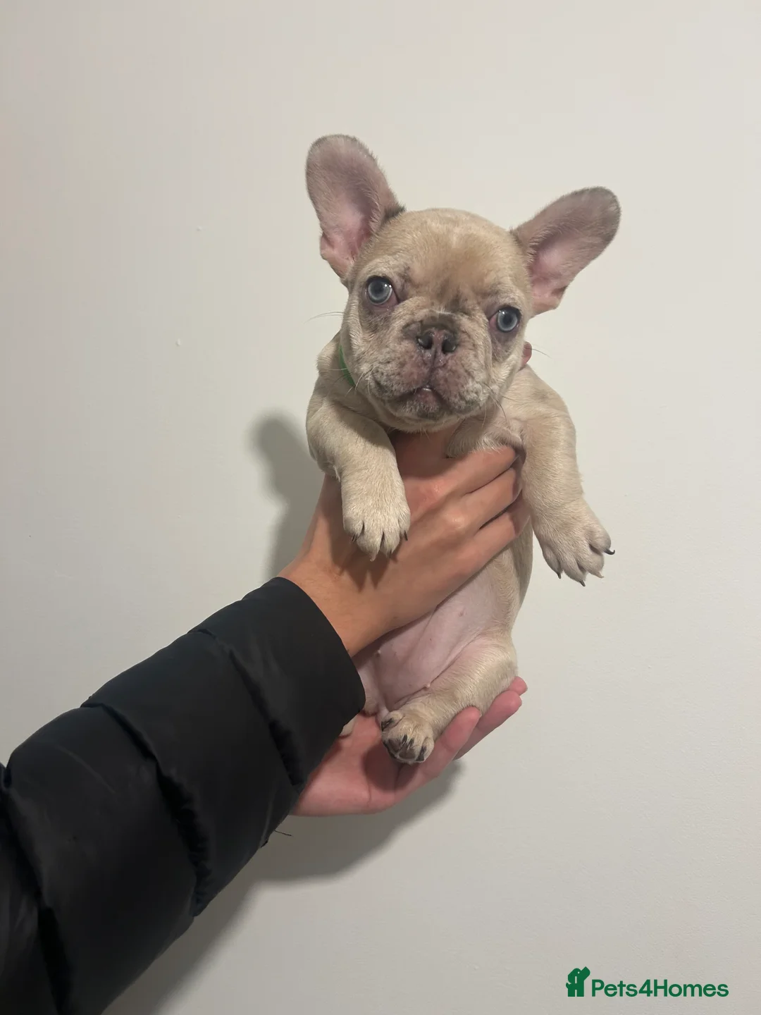 French Bulldog dogs for sale: French bulldogs  - Advert 10
