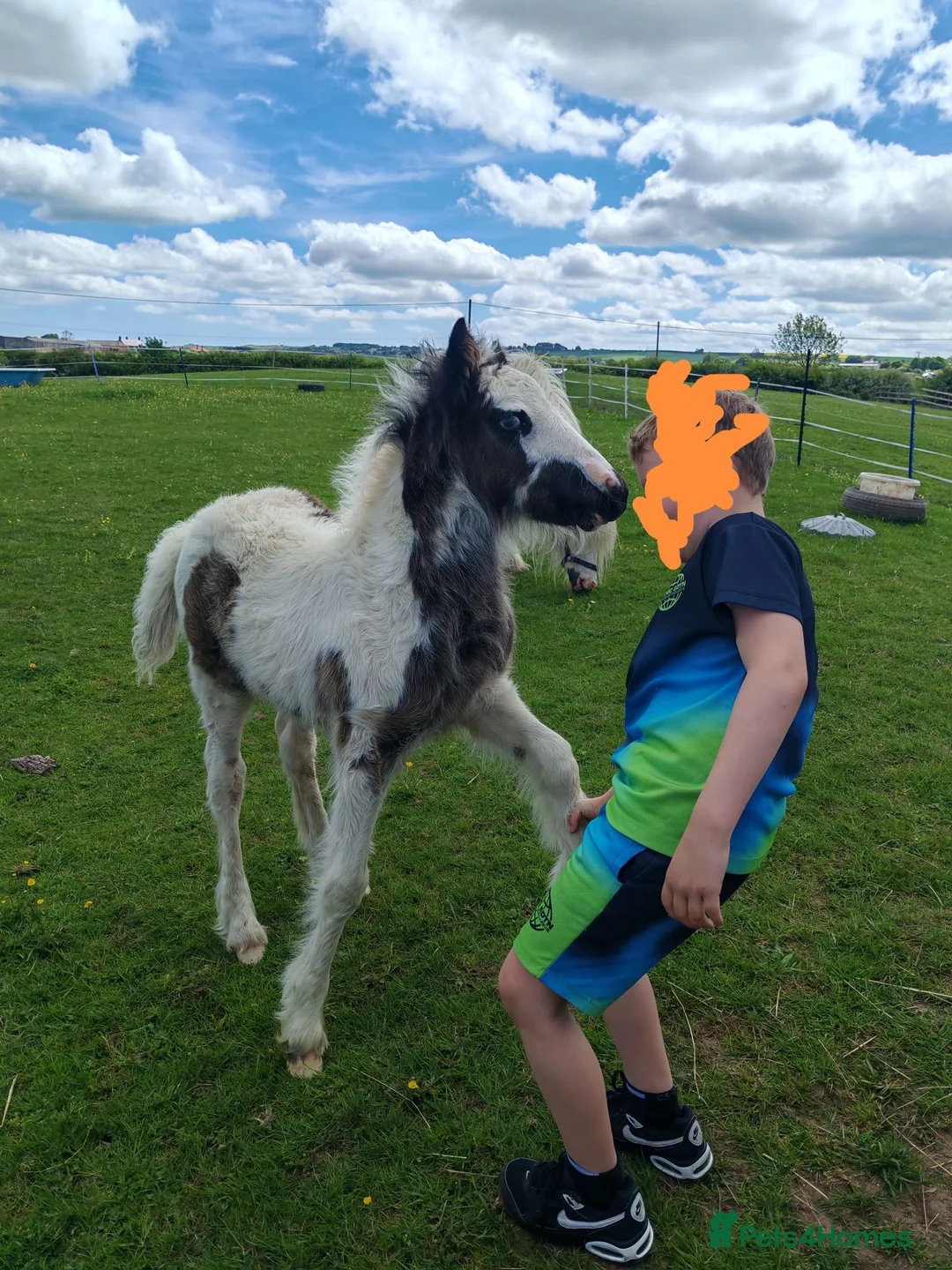 Irish Cob horses for sale: Mini cob filly foal - Advert 7