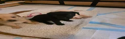 Labrador Retriever dogs for sale: Two beautiful labrador pups available  in York - Advert 3