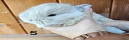 Mini Lop rabbits for sale: Mini lop babies  - Advert 10
