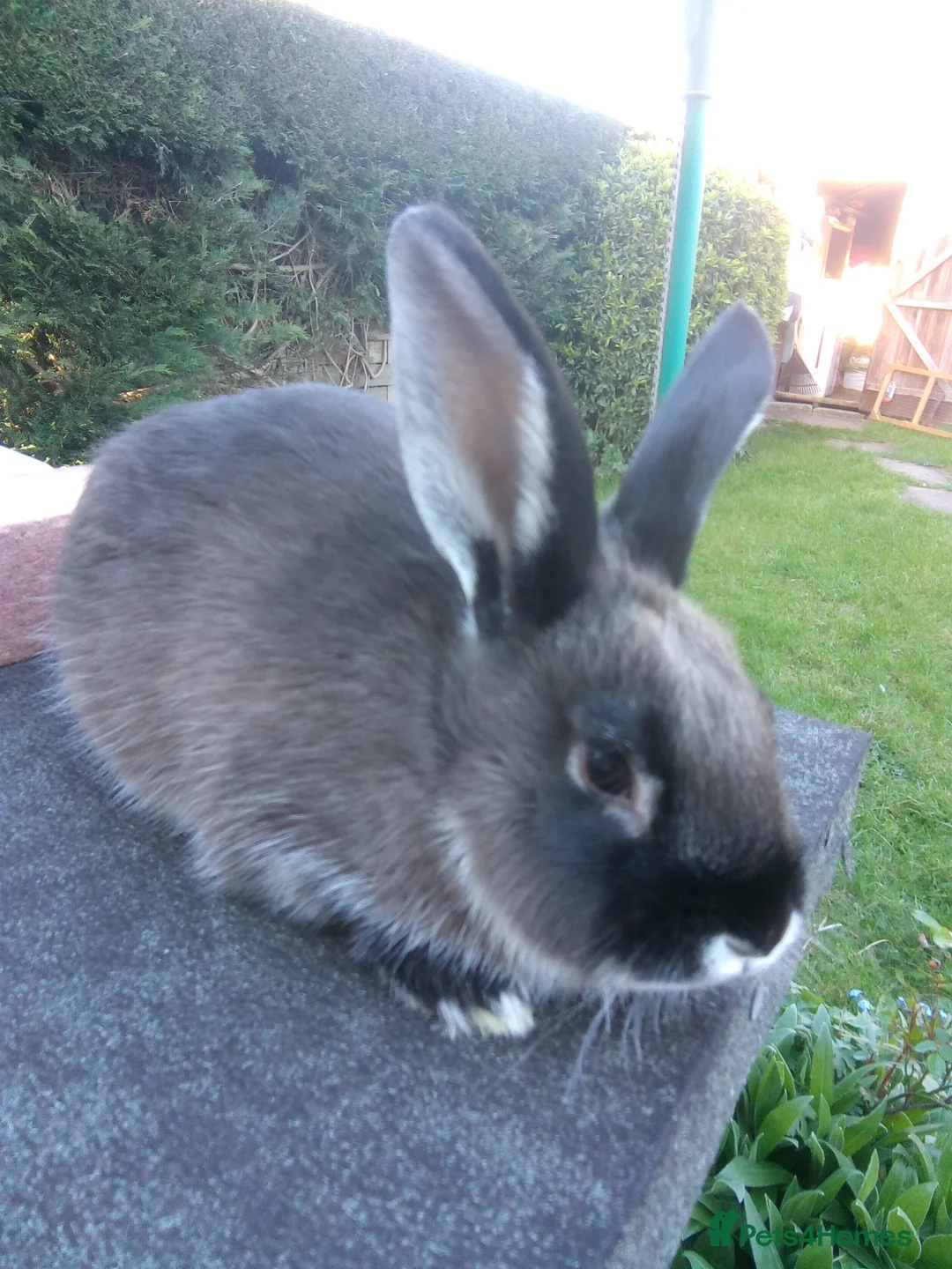 Sable rabbits for sale: Baby Sable Marten buck in Leominster - Advert 1