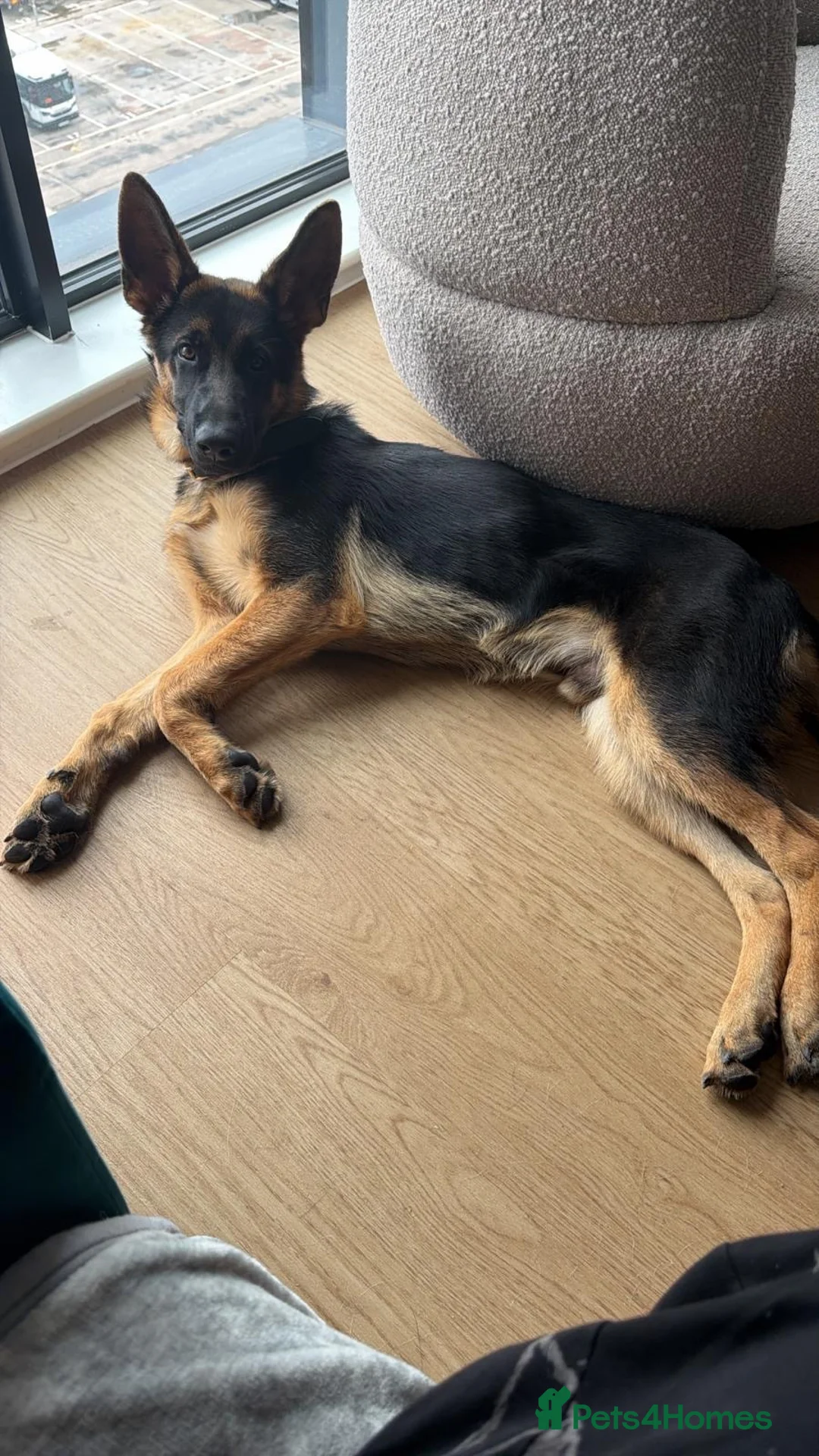 German Shepherd dogs for sale: KC Reg 6-Month Male GSD – Son of Ibar vom Radhaus - Advert 3