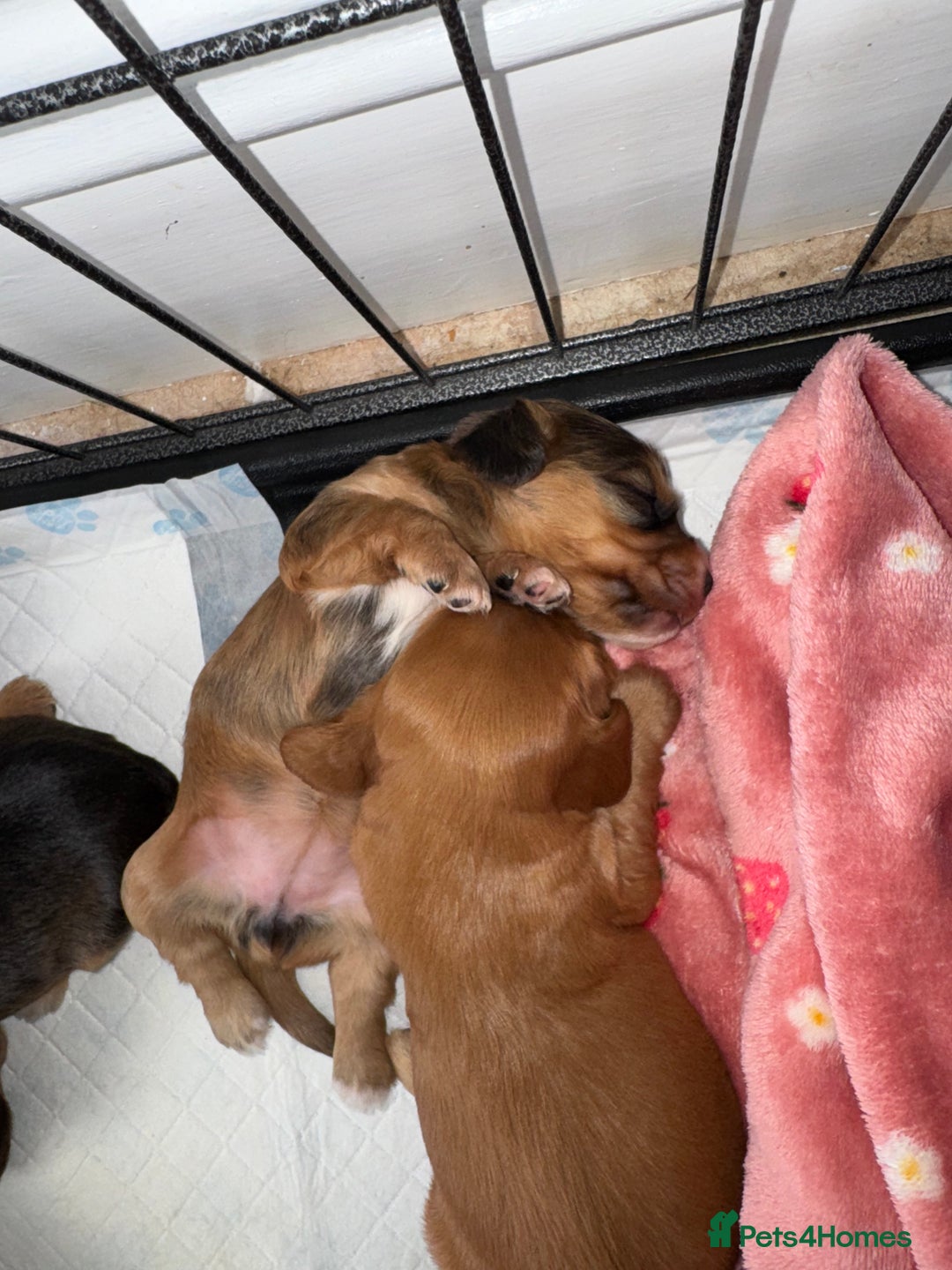 Cocker Spaniel dogs for sale: Show cocker spaniels  - Image 26