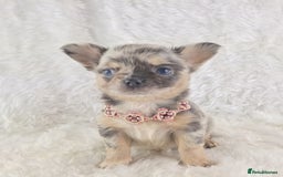 Chihuahua dogs for sale: Chihuahua X French Bulldog Puppies  - Image 1