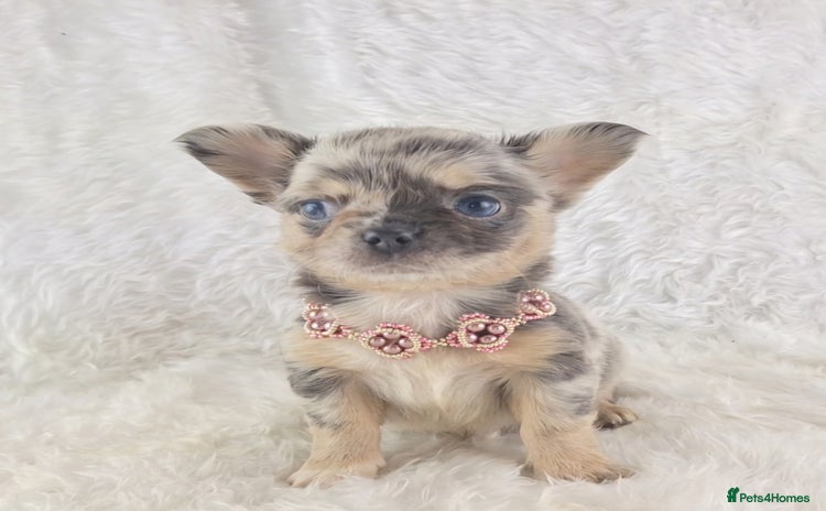 Chihuahua dogs - Advert 3