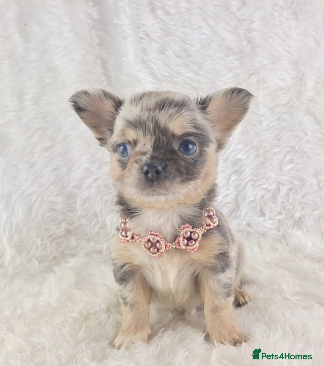 Chihuahua dogs for sale: Chihuahua X French Bulldog Puppies  - Image 1