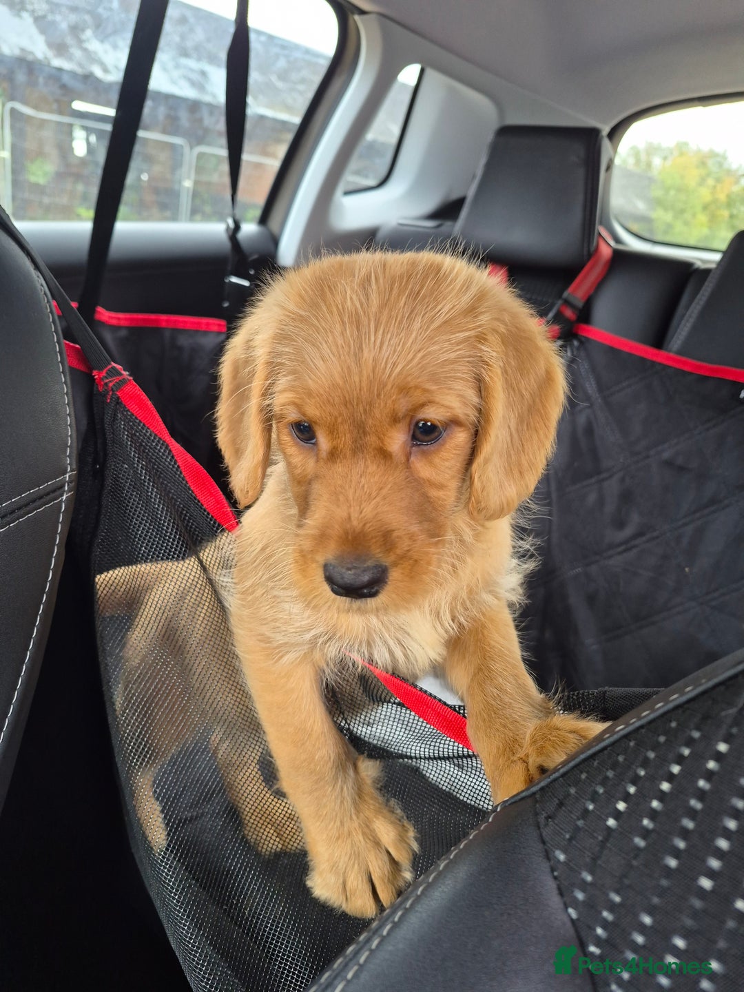 Labradoodle dogs for sale: Ready now gorgeous labradoodle puppies 3 boys - Image 1
