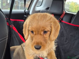 Labradoodle dogs - Advert 8