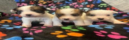 Jack Russell dogs for sale: Stunning jack Russel pups  - Advert 5