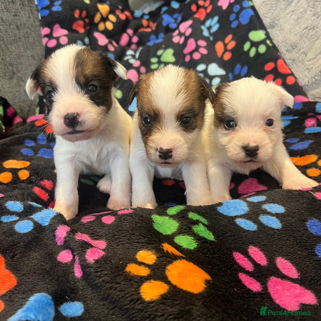 Jack Russell dogs for sale: Stunning jack Russel pups  - Advert 5