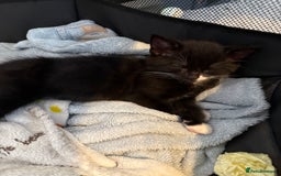 British Shorthair cats for sale: Kittens black and white  - Image 13
