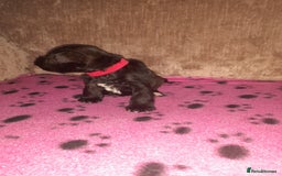 Mixed Breed dogs for sale: Snorkie pups - Image 17