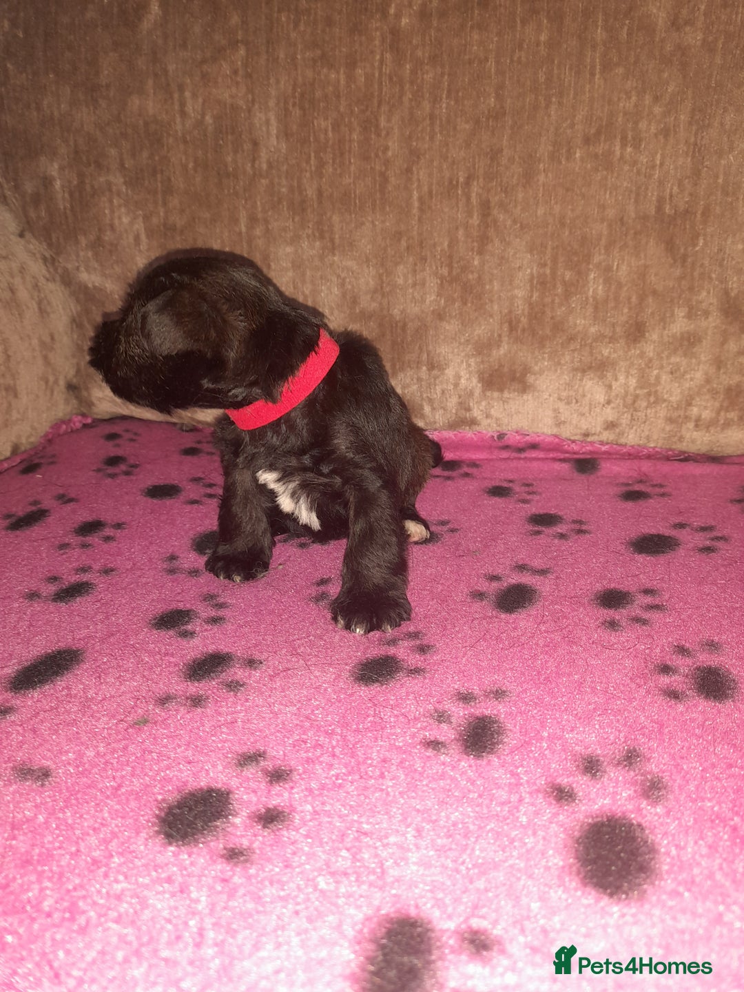 Mixed Breed dogs for sale: Snorkie pups - Image 17