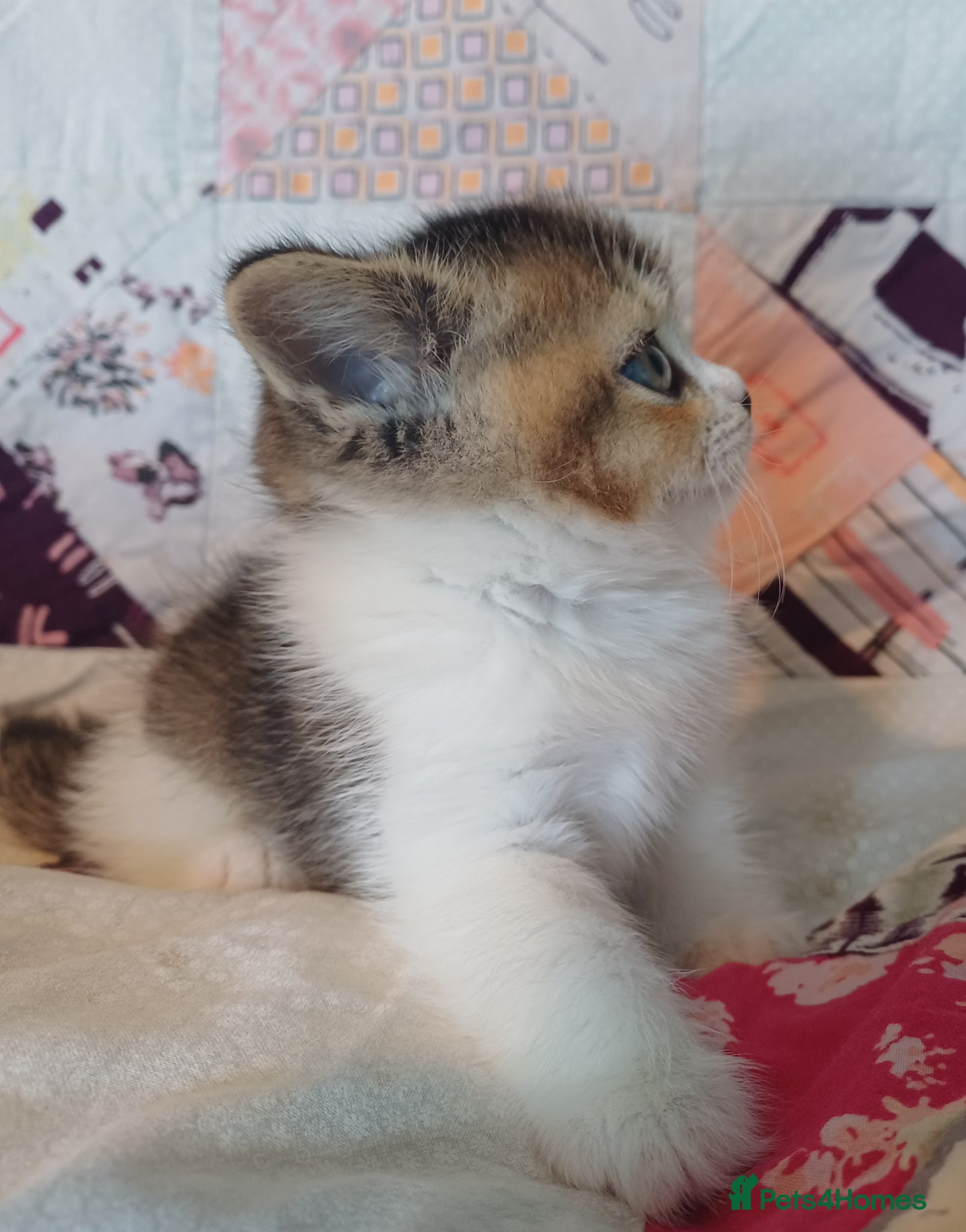 British Shorthair cats for sale: Gorgeous Brittish Shorthair 🐱 - Advert 29