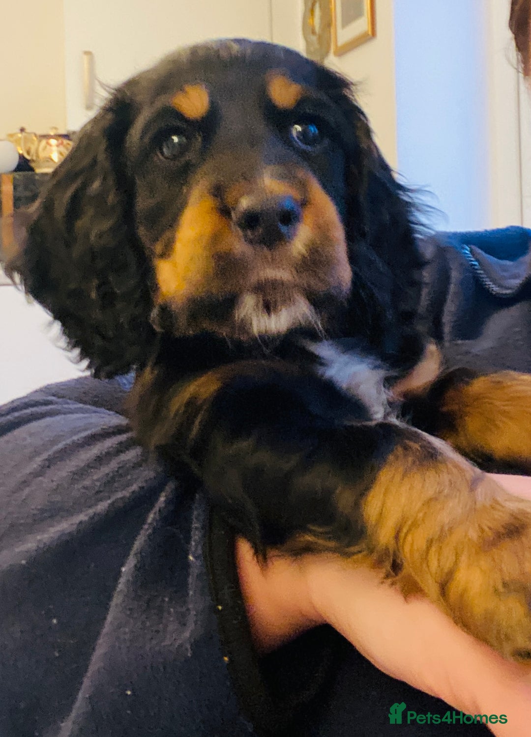 Cocker Spaniel dogs for sale: Rehome 8 week old Working Cocker Spaniel  - Advert 3