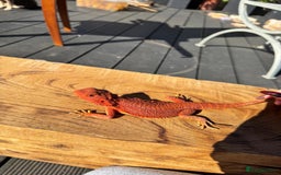Bearded Dragon reptiles for sale: Red Monster  - Image 7
