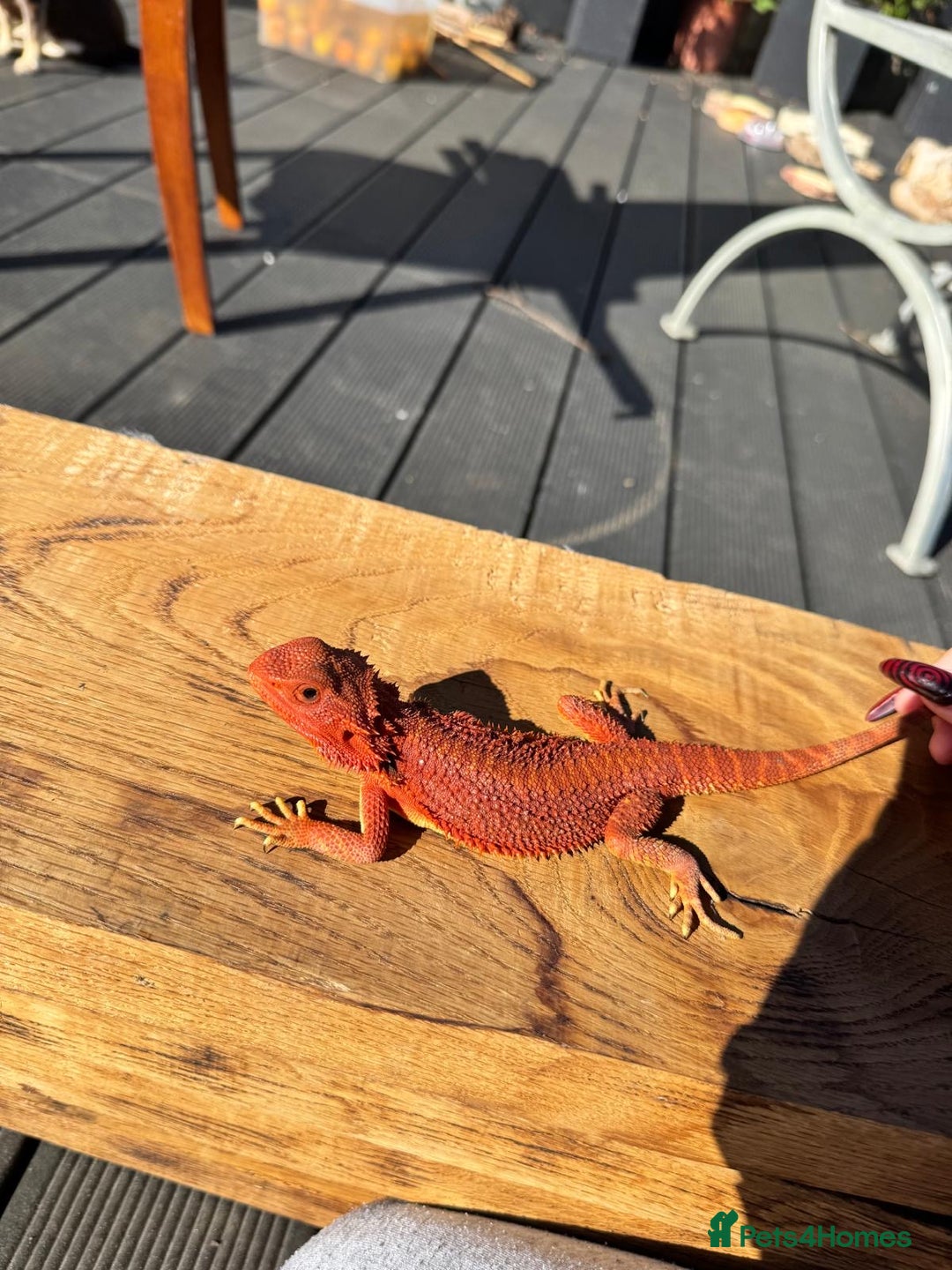 Bearded Dragon reptiles for sale: Red Monster  - Image 7