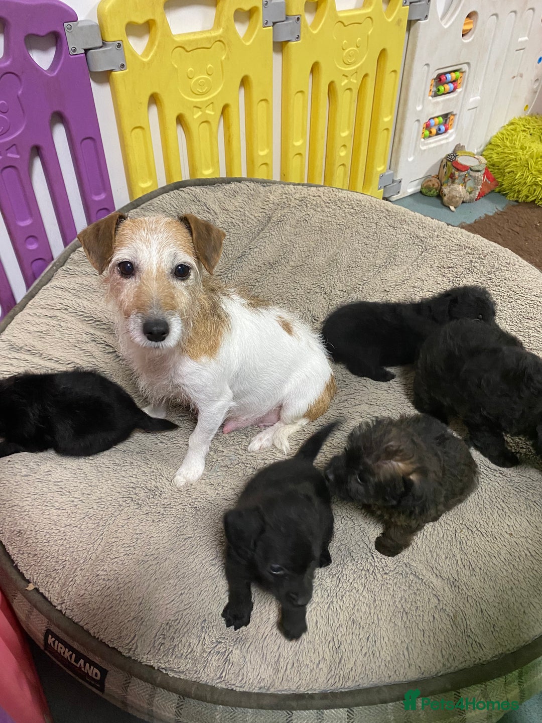 Jackapoo dogs for sale: Adorable Jackapoo Puppies  - Advert 12