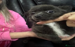 Chihuahua dogs for sale: Long haired chihuahua’s - Advert 3