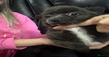 Chihuahua dogs Long haired chihuahua’s - Advert 11