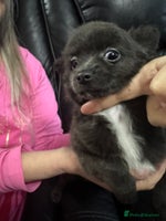 Chihuahua dogs Long haired chihuahua’s - Advert 1