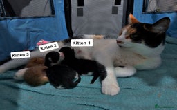 Mixed Breed cats for sale: 3 beautiful cross Maine coon kittens  - Image 9