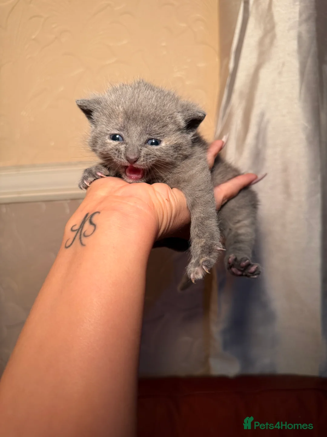 Mixed Breed cats for sale: Adorable girl kittens  - Advert 1