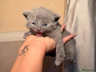 Mixed Breed cats Adorable girl kittens - Advert 6