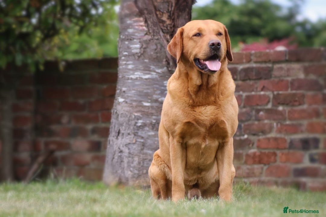 Labrador Retriever dogs for sale: STUNNING GOLDEN/FOX RED KC REG LABRADOR RTL - Image 14