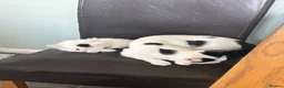 Domestic Shorthair cats for sale: Beautiful kittens for sale  in Pontefract - Advert 9