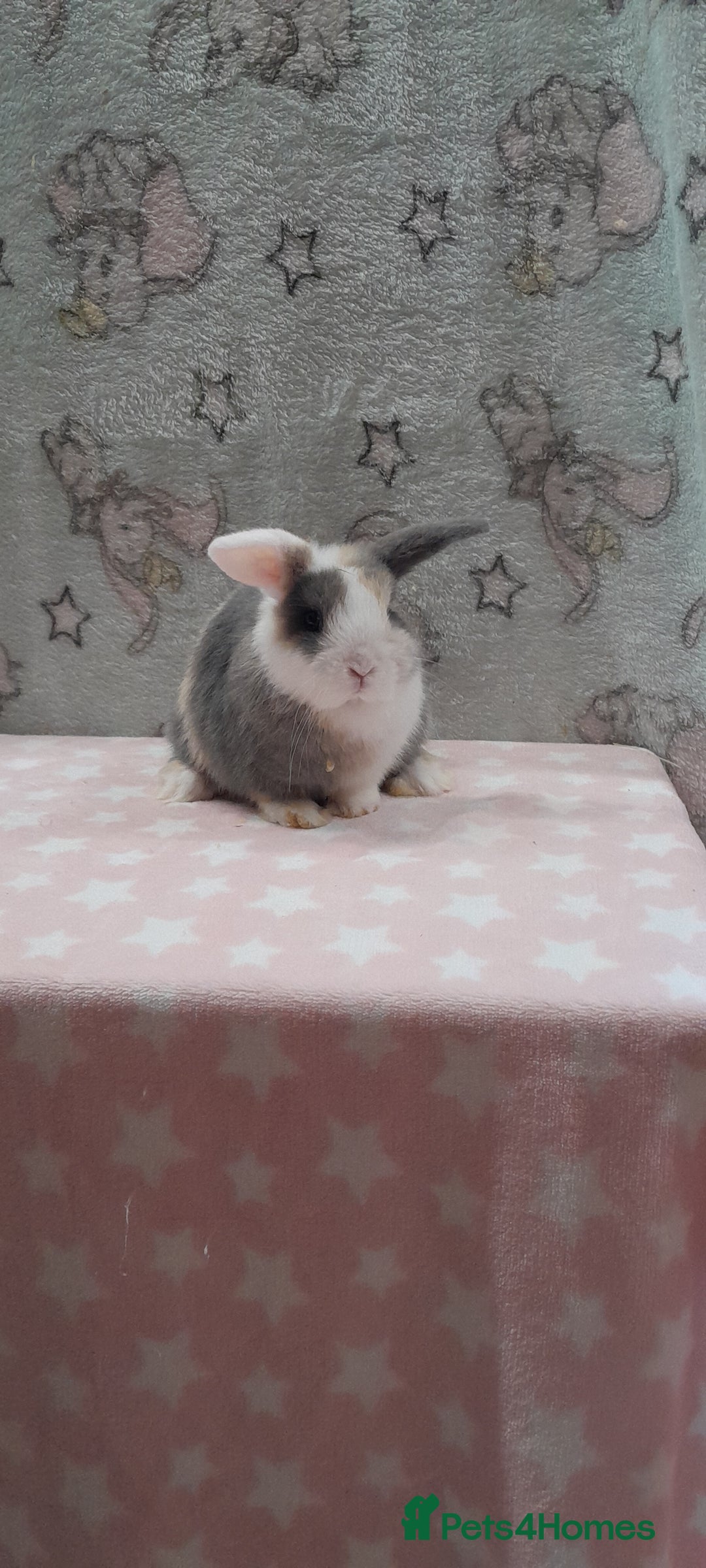 Mini Lop rabbits for sale: Beautiful female mini lop. Please read  - Advert 4