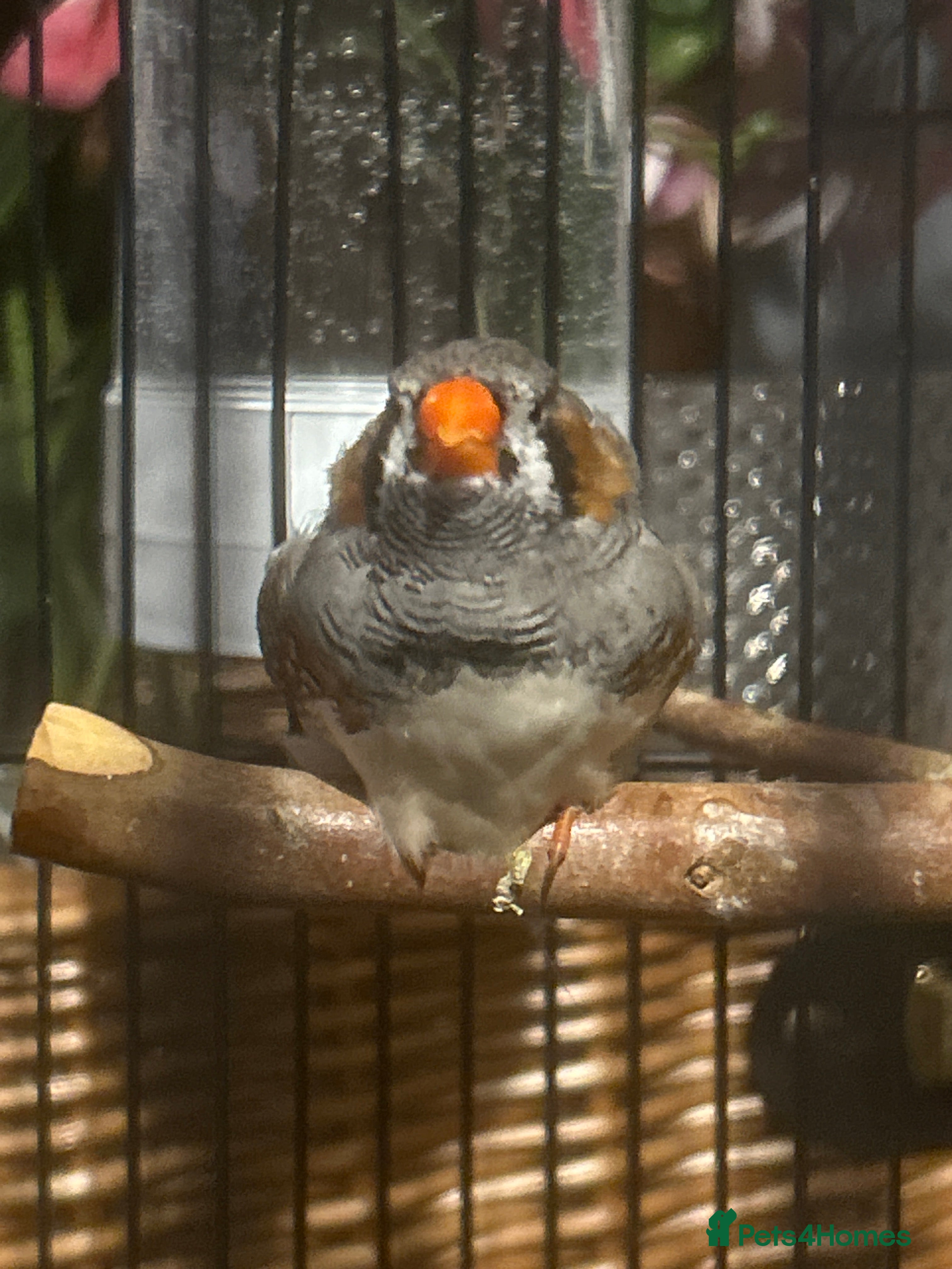 Finches birds male zebra finch needs rehoming - Advert 1