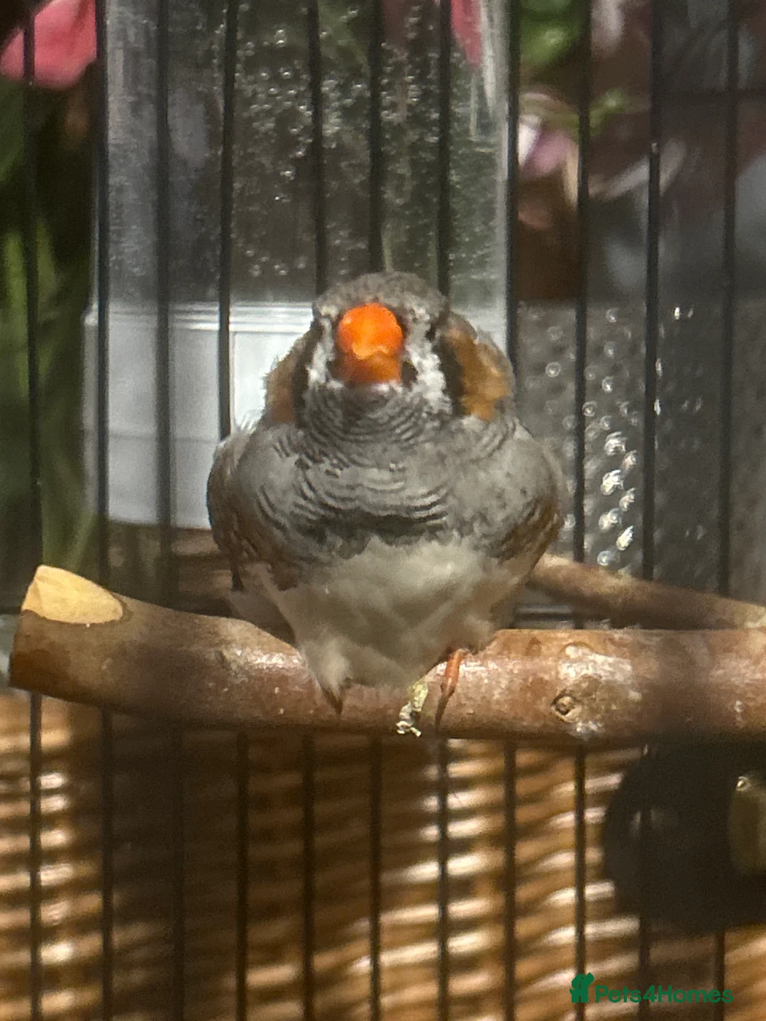 Finches birds for sale: male zebra finch needs rehoming - Advert 1