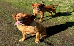 Labrador Retriever dogs for sale: Sykehead are expecting Fox Red lab pups  - Image 10