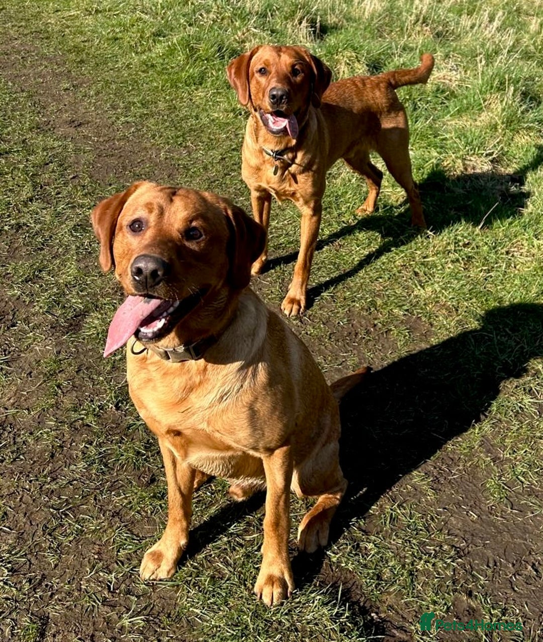 Labrador Retriever dogs for sale: Sykehead are expecting Fox Red lab pups  - Image 10