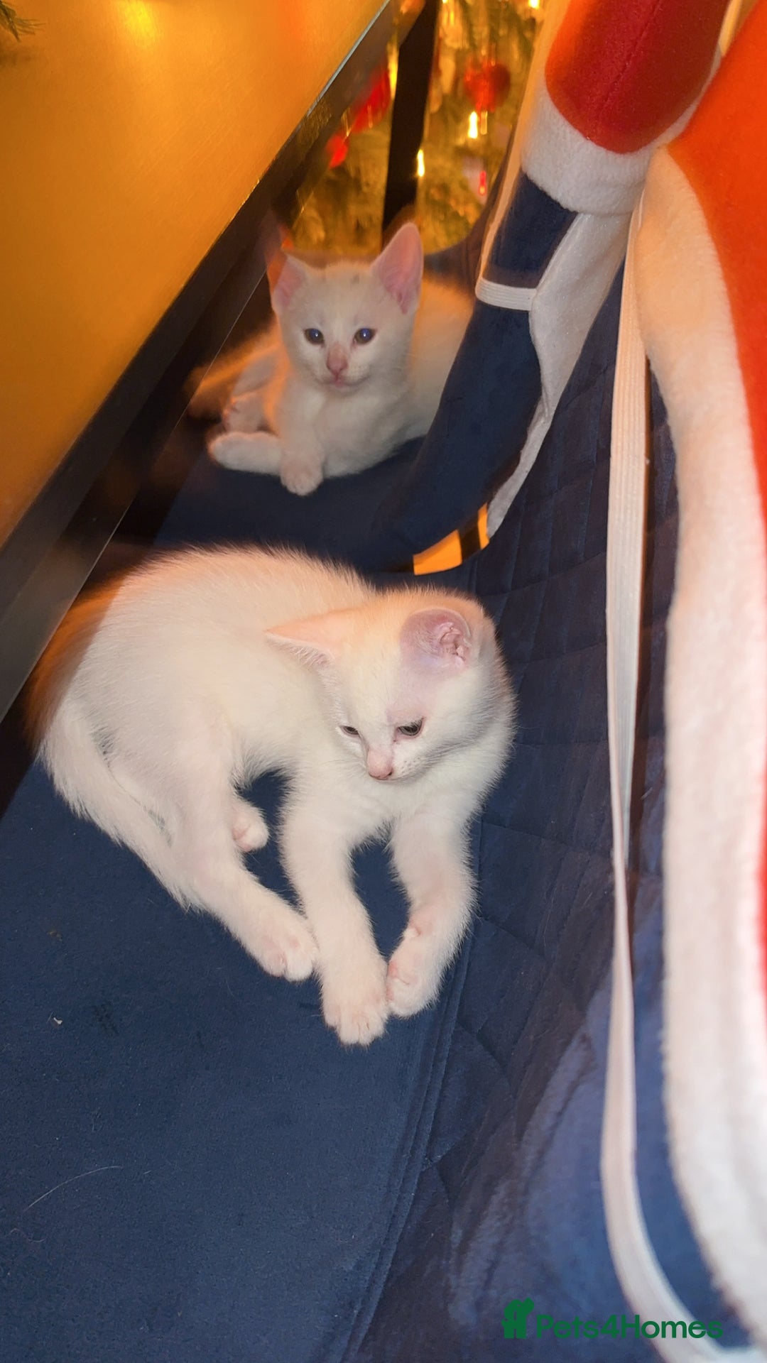 Turkish Van cats for sale: Kittens  - Advert 2