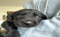 Labrador Retriever dogs for sale: KC Registered Labrador Retriever Puppies in Ross-on-Wye - Image 8