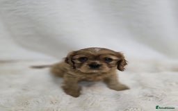 Cavalier King Charles Spaniel dogs for sale: TWO CAVALIER KING CHARLES BOYS AVAILABLE NOW - Image 1