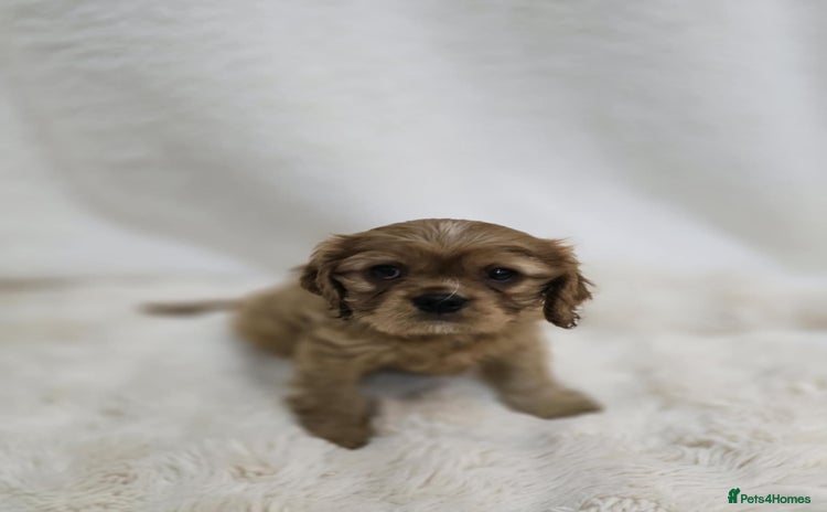 Cavalier King Charles Spaniel dogs - Advert 1