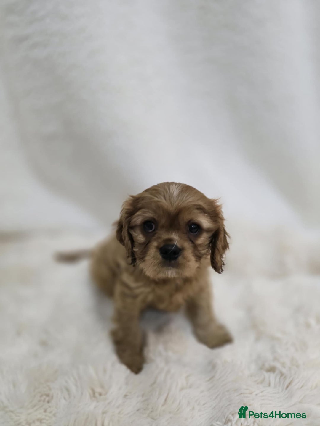 Cavalier King Charles Spaniel dogs for sale: TWO CAVALIER KING CHARLES BOYS AVAILABLE NOW - Image 1