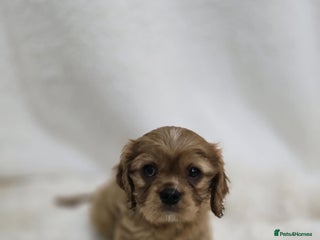 Cavalier King Charles Spaniel dogs - Advert 22