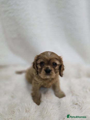 Cavalier King Charles Spaniel dogs - Advert 2