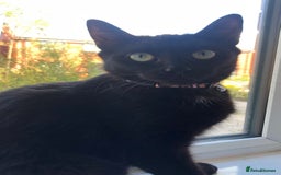 Mixed Breed cats for sale: Beautiful Female Cat - Image 4