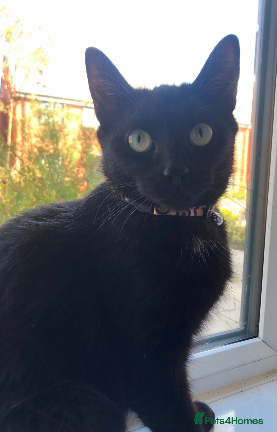 Mixed Breed cats for sale: Beautiful Female Cat - Image 4