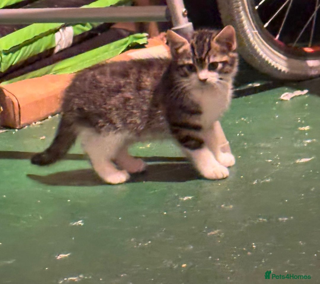 Mixed Breed cats for sale: 5 Little Furballs Looking For Loving Homes😻😻 - Advert 17