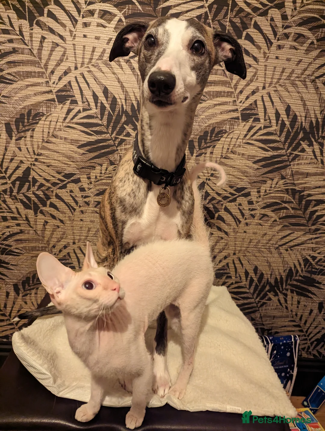 Whippet dogs for sale: Fly needs a new family  in Oldham - Advert 2