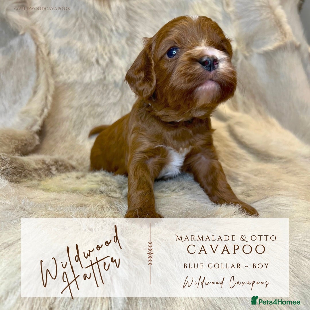 Cavapoo dogs for sale: 5 ⭐️ LICENSED BREEDER HEALTH TESTED F1 CAVAPOOS  - Advert 9