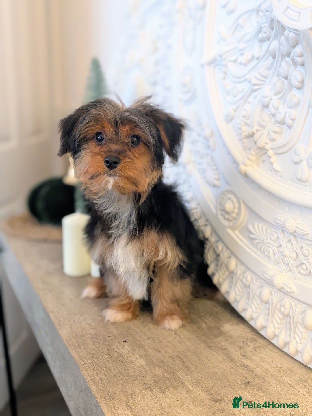 Yorkshire Terrier dogs for sale: 2 Biewer Yorkshire Terrier Boys – Ready Now! - Advert 18