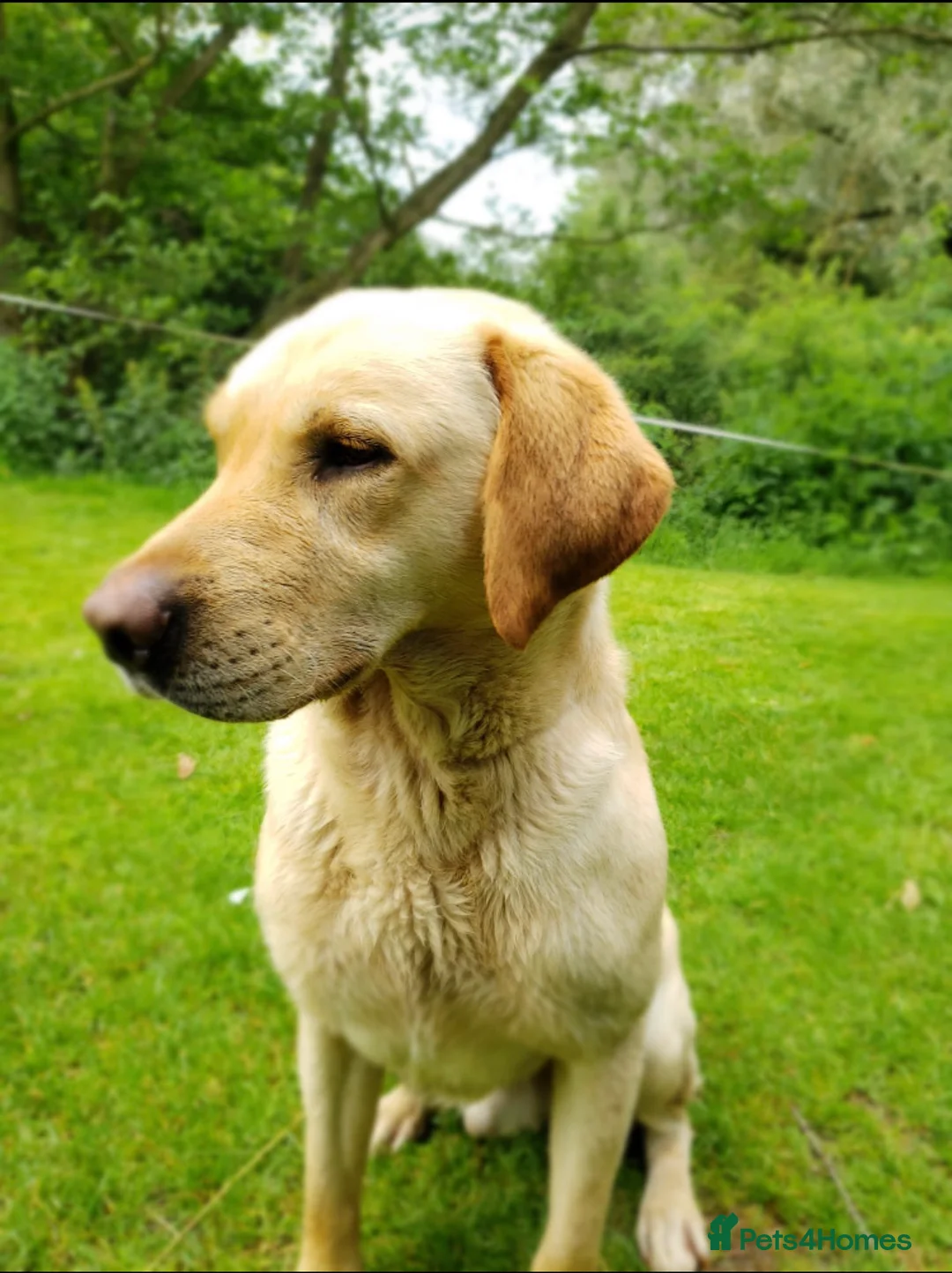 Labrador Retriever dogs for stud: At Stud - "Dirty Harry" in Chelmsford - Advert 10