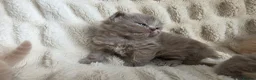 British Longhair cats for sale: GCCF Stunning Lilac British Longhair  - Advert 5